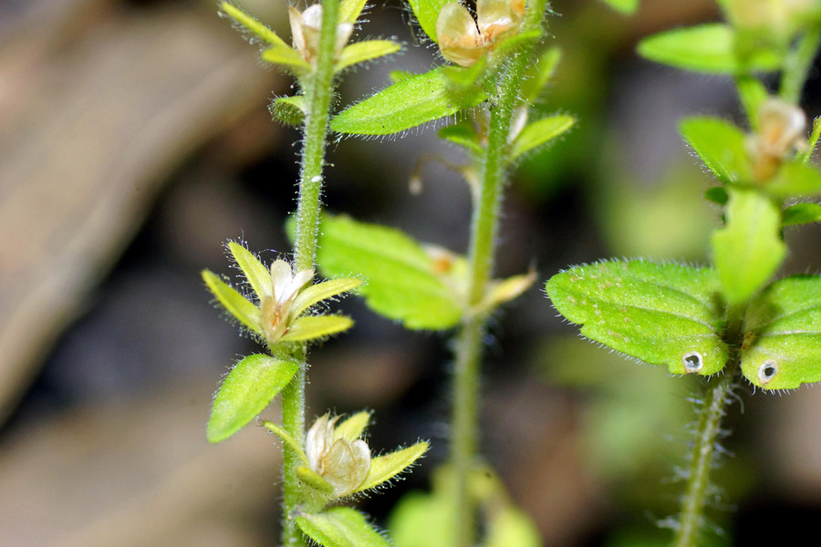 Veronica arvensis